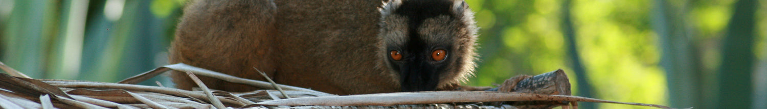 eSIM Mayotte